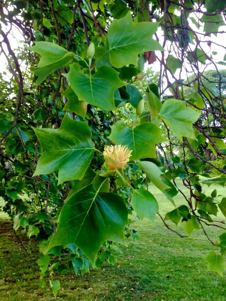 MagnoliaceaeLiriodendron tulipifera