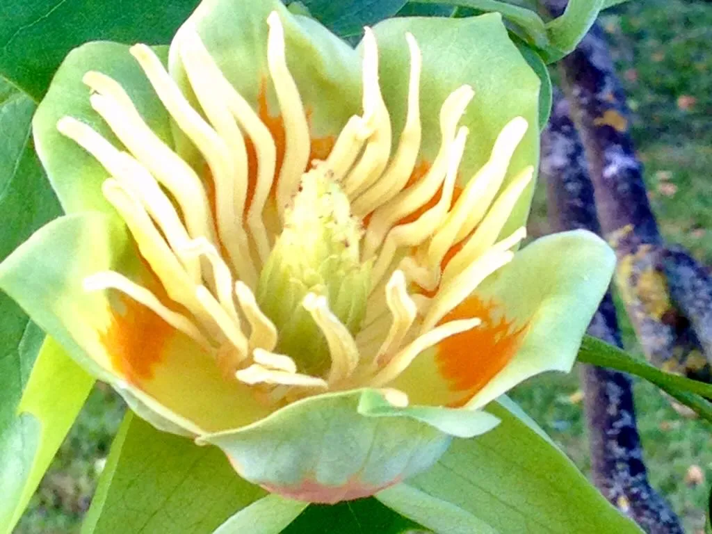 Liriodendron tulipifera