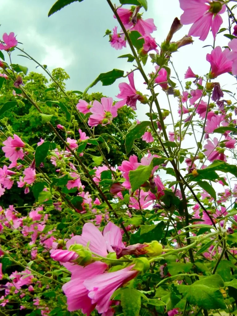 Malva alcea