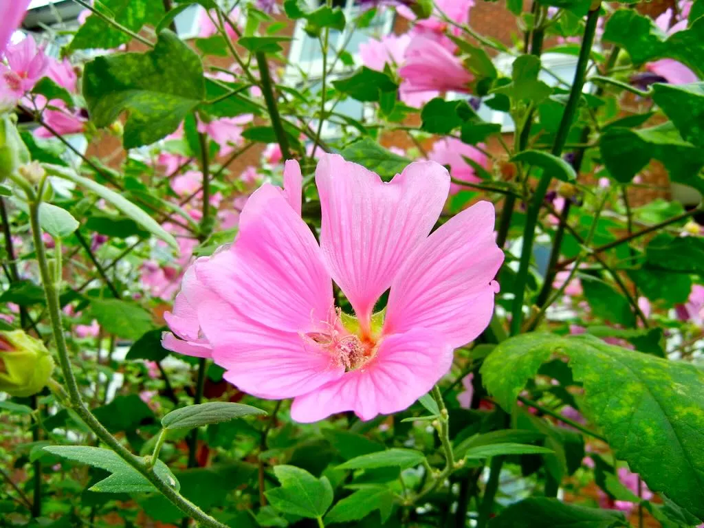 Malva alcea
