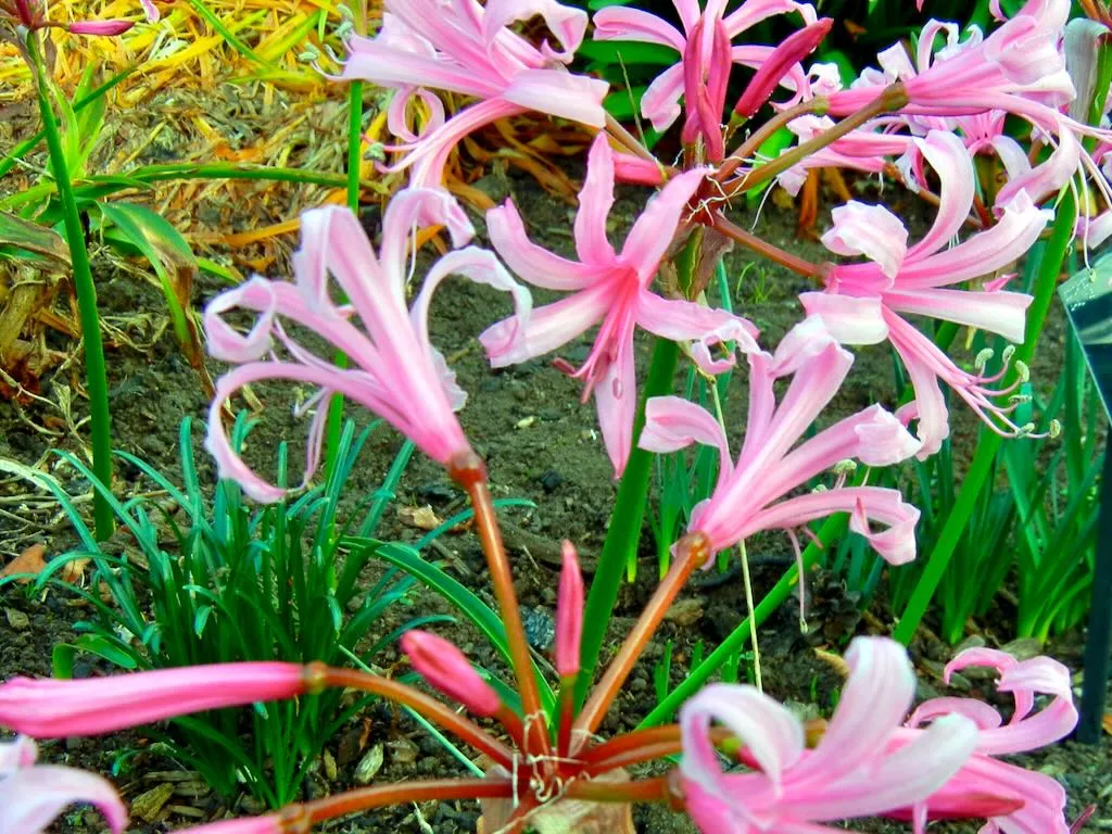 Amaryllidaceae Nerine bowdenii