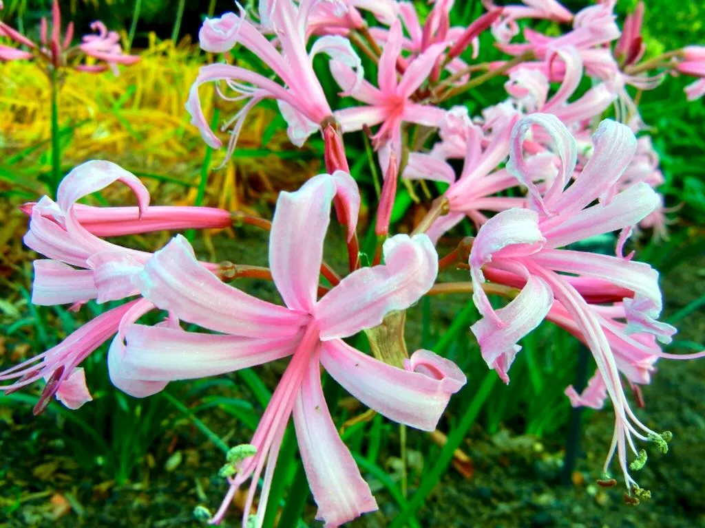 Nerine bowdenii