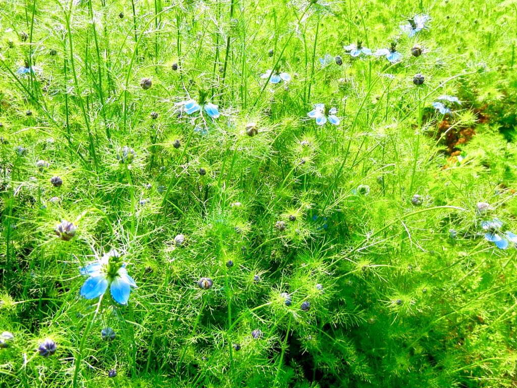 Nigella damascena-1 - Online Flower Garden Nigella damascena