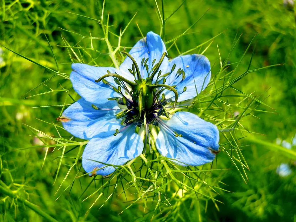 Nigella damascena