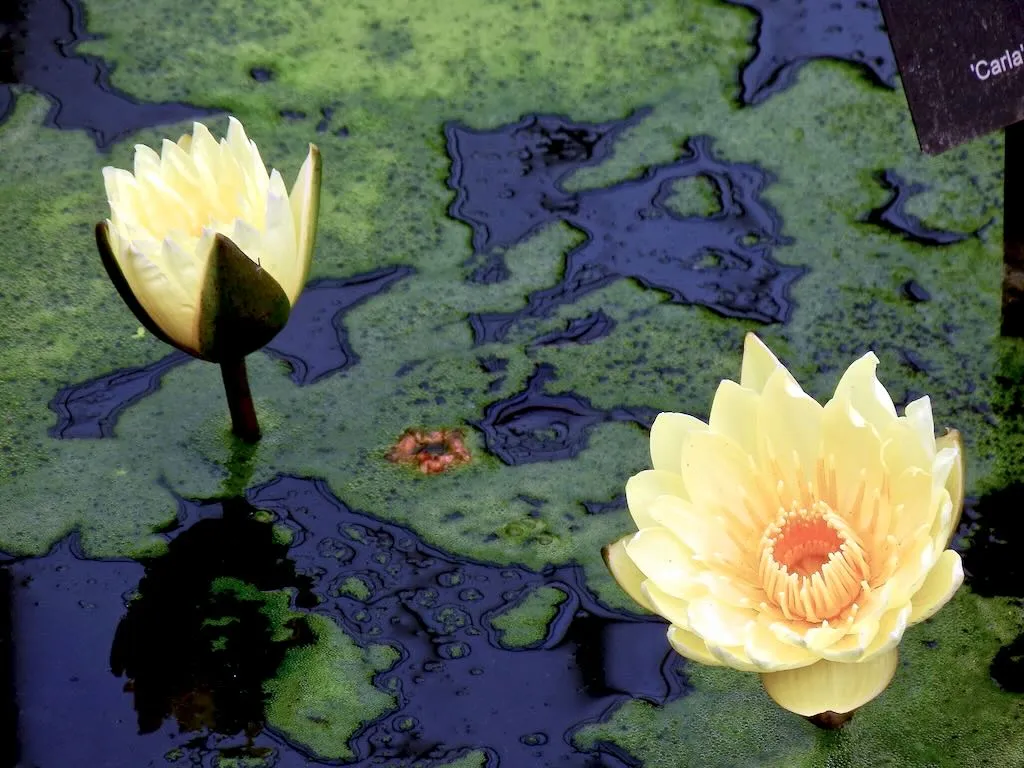 Nymphaea Carlas Sonshine-1 - Online Flower Garden Nymphaea'Carla's Sonshine'