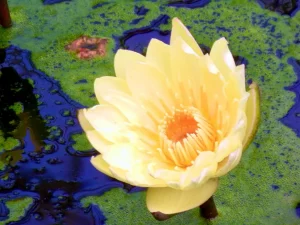 Nymphaea 'Carla's Sonshine'