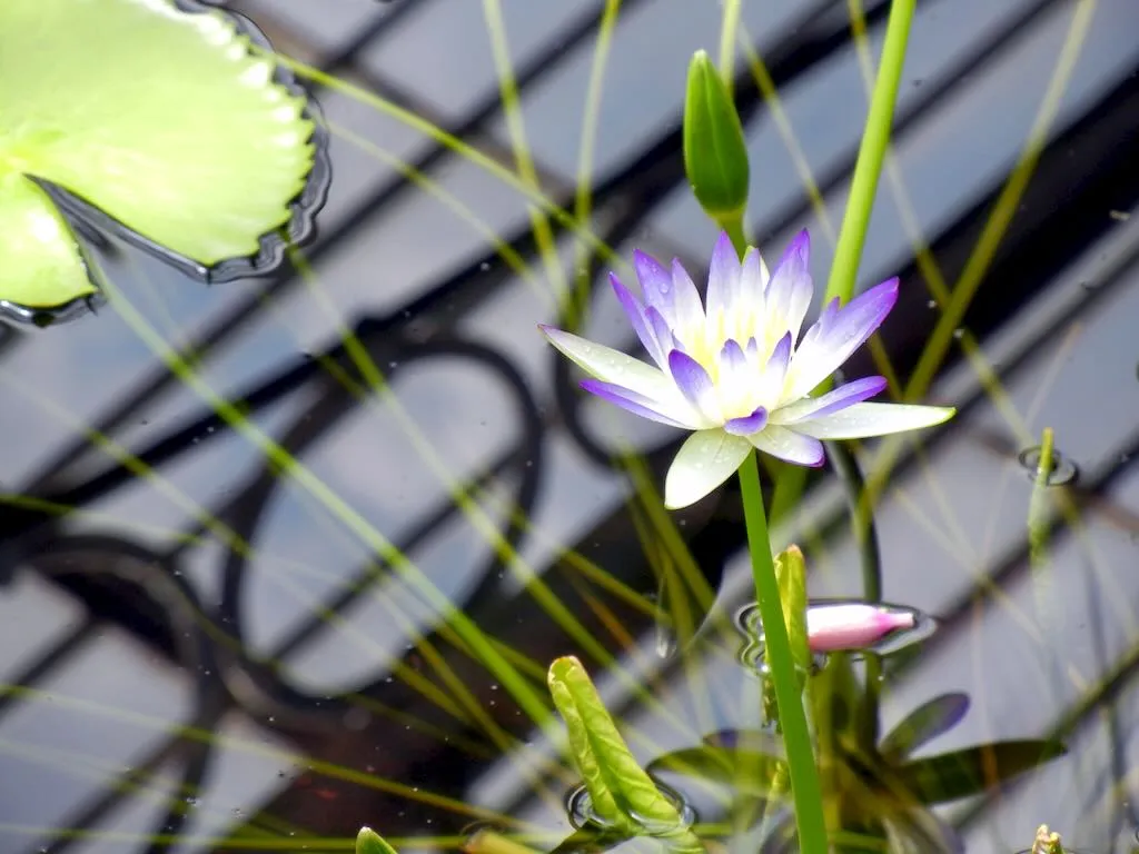 Nymphaea'lukei'