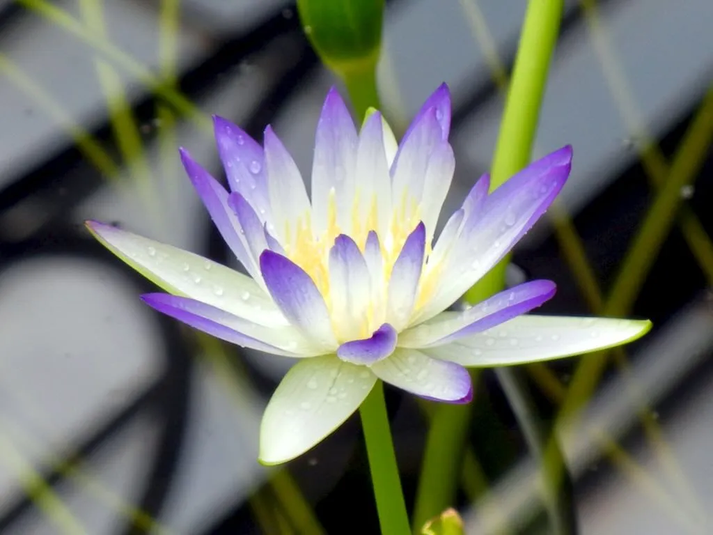 Nymphaeaceae Nymphaea'lukei'