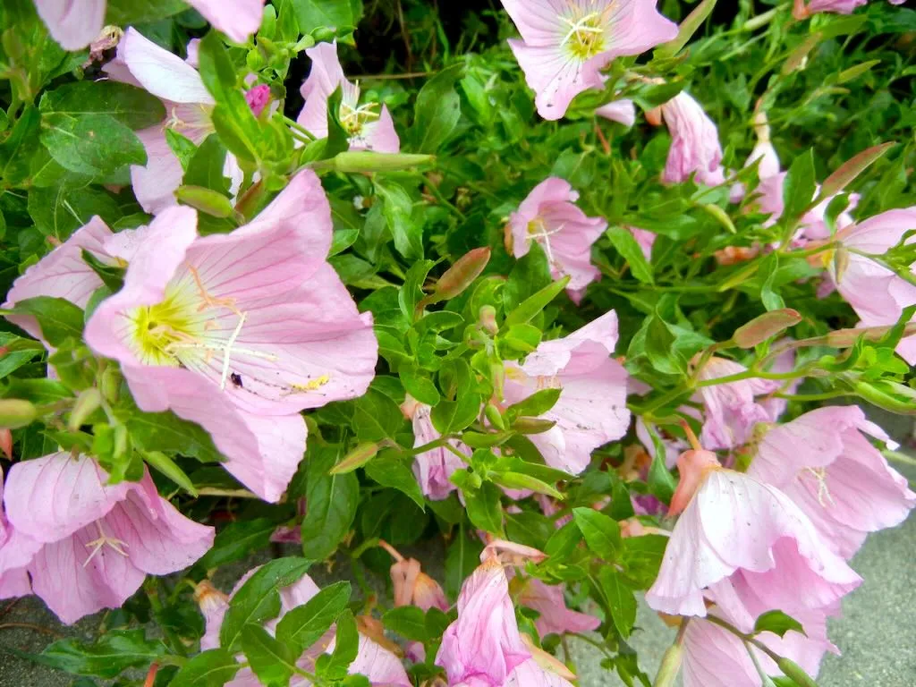 Onagraceae Oenothera speciosa