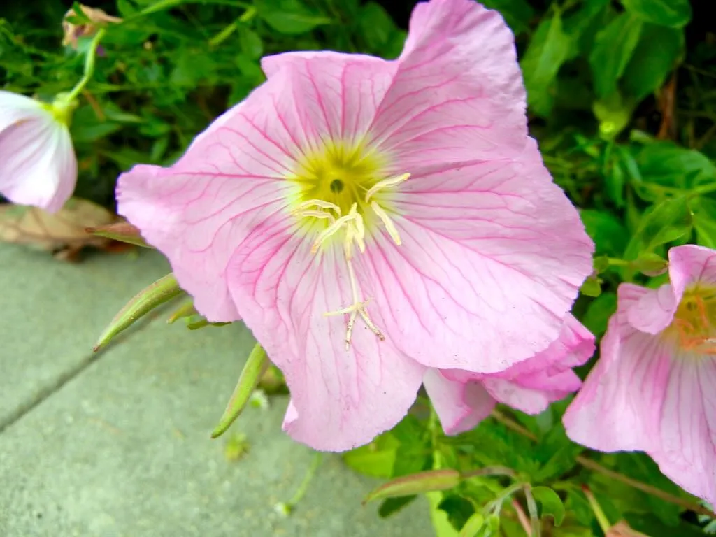 Oenothera speciosa