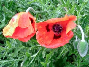 Papaver orientale