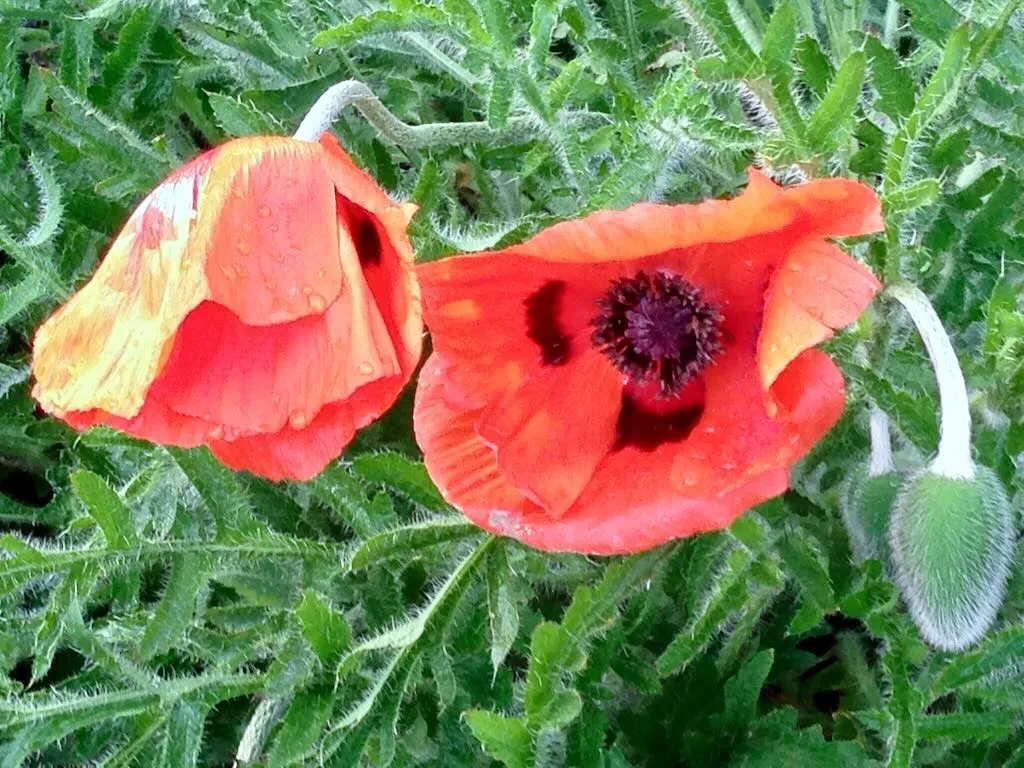 Papaver orientale - Online Flower Garden Papaver orientale