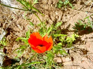 Papaver rhoeas