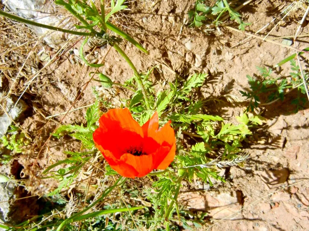 Papaver rhoeas