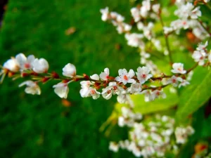 Persicaria angustifolia var laxmannii