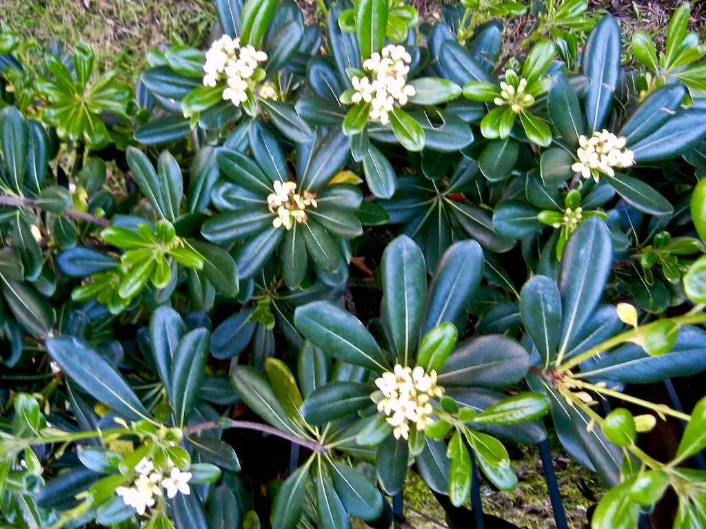 Pittosporum tobira-1 - Online Flower Garden Pittosporum tobira