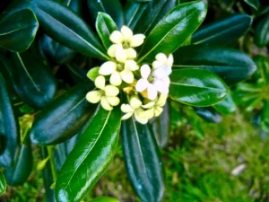 Pittosporum tobira