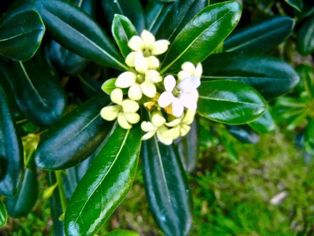 Pittosporum tobira - Online Flower Garden Pittosporum tobira