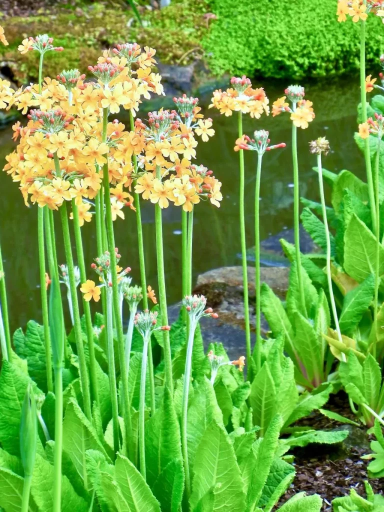 Primula bulleyana-1 - Online Flower Garden Primula bulleyana