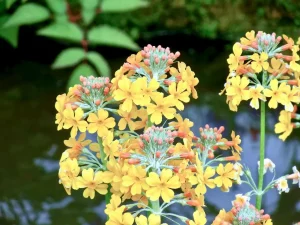 Primula bulleyana