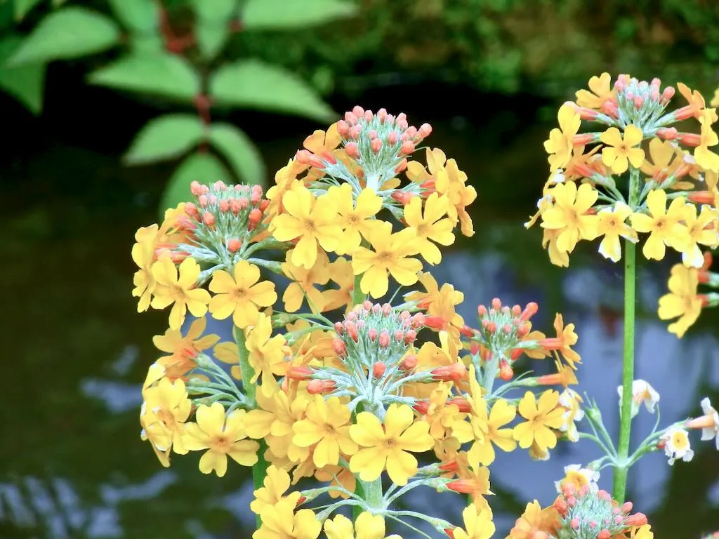 Primula bulleyana - Online Flower Garden Primula bulleyana