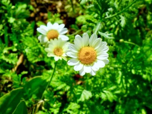 Rhodanthemum hosmariense