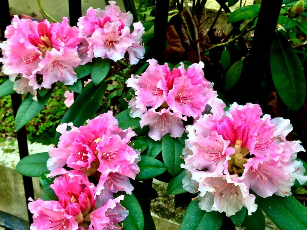 Rhododendron catawbiense
