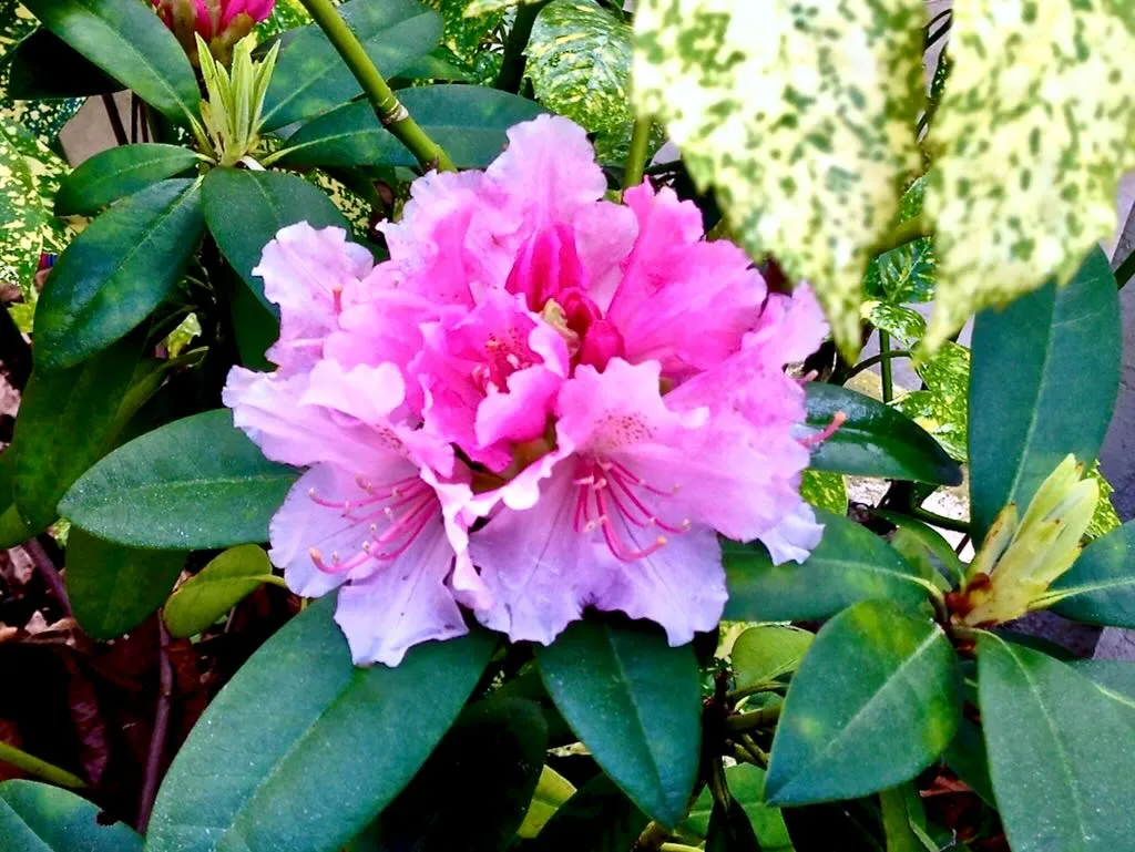 Rhododendron catawbiense