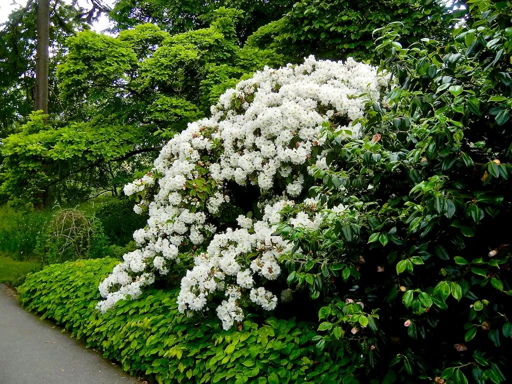 Rhododendron maximum or American Rhododendron