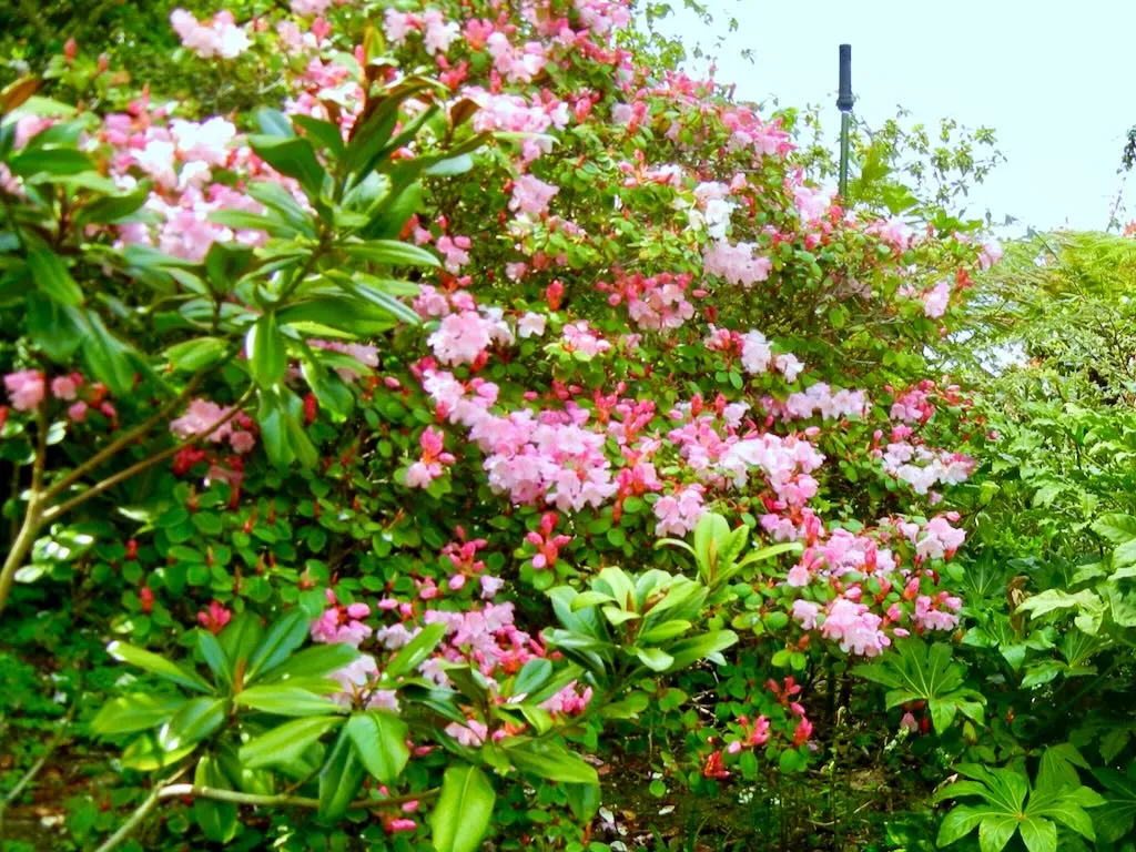 Rhododendron williamsianum'Bow Bells'