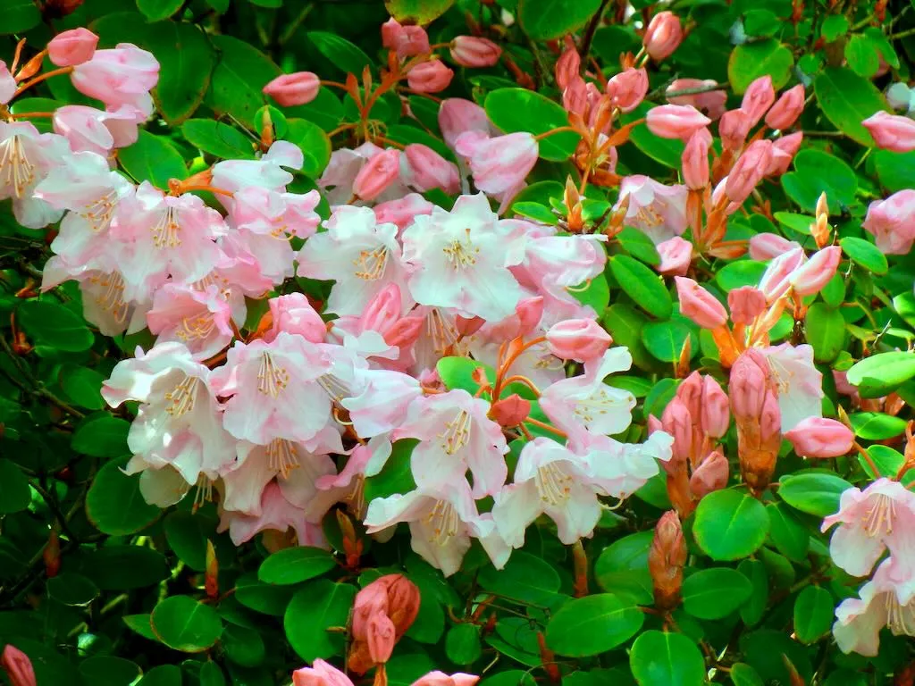 Rhododendron williamsianum 'Bow Bells'