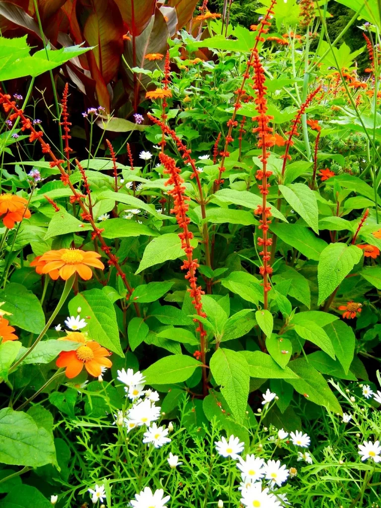 Salvia confertiflora