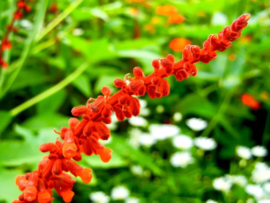 Salvia confertiflora