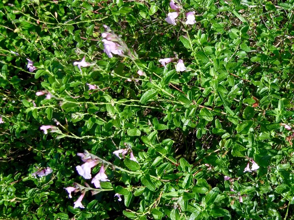 Salvia jamensis Peter Vidgeon-1 - Online Flower Garden Salvia x jamensis'Peter Vidgeon'