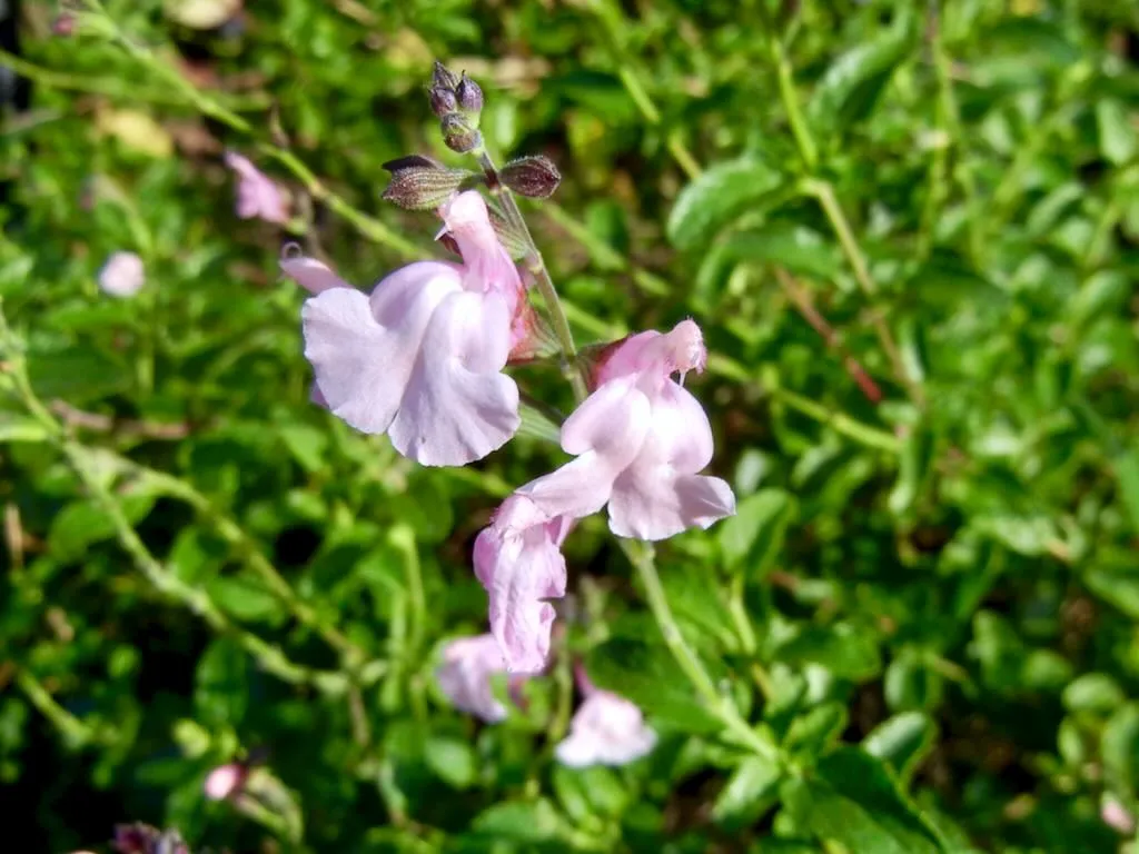 Salvia jamensis Peter Vidgeon - Online Flower Garden Salvia x jamensis 'Peter Vidgeon'