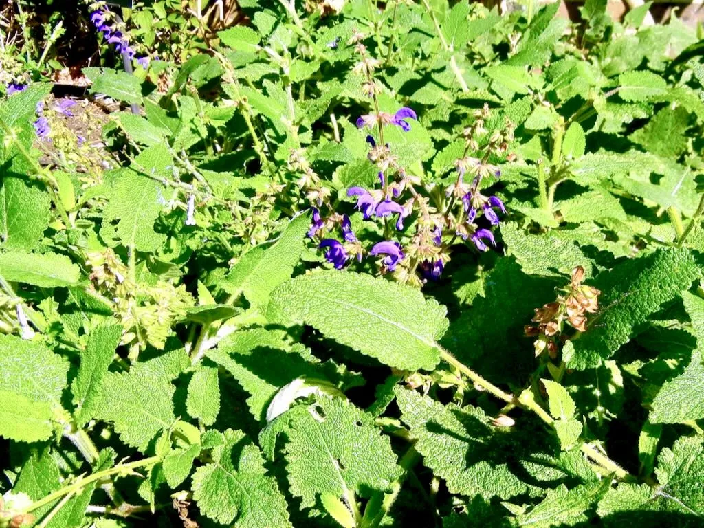 Salvia transsylvanica-1 - Online Flower Garden Salvia transsylvanica