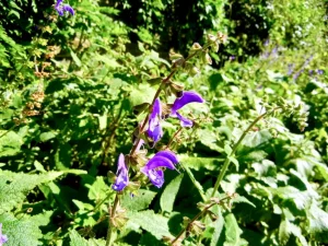 Salvia transsylvanica