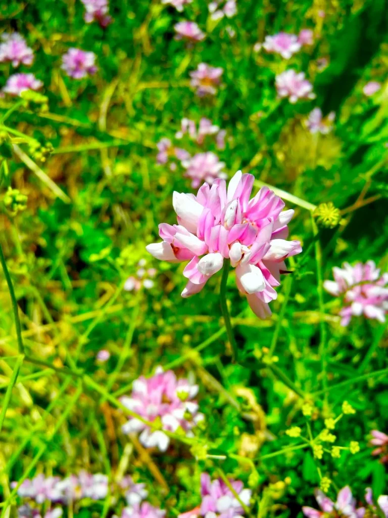 Securigera varia