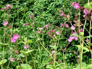 Silene dioica