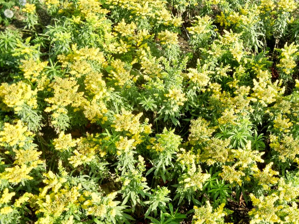 Solidago Golden Dwarf-1 - Online Flower Garden Solidago'Golden Dwarf'