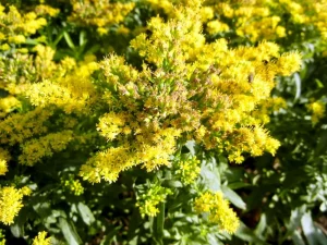 Solidago 'Golden Dwarf'