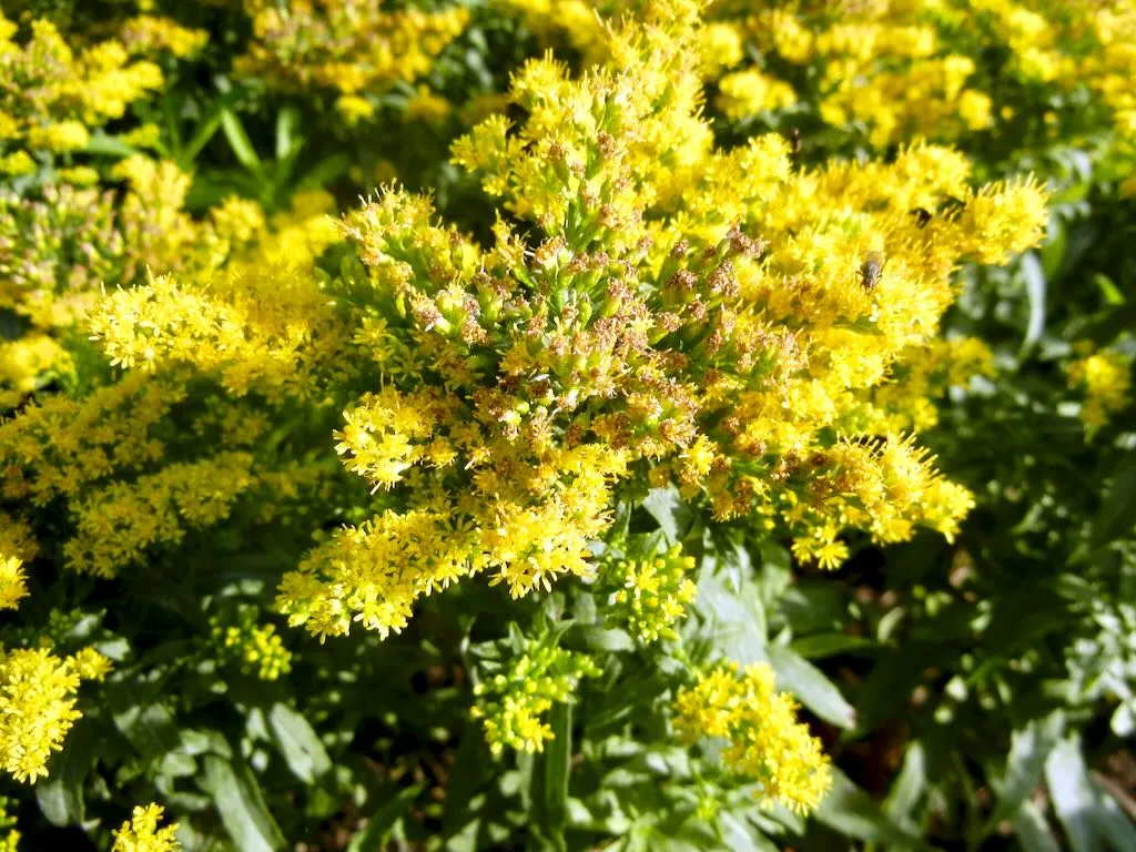 Solidago Golden Dwarf - Online Flower Garden Solidago 'Golden Dwarf'
