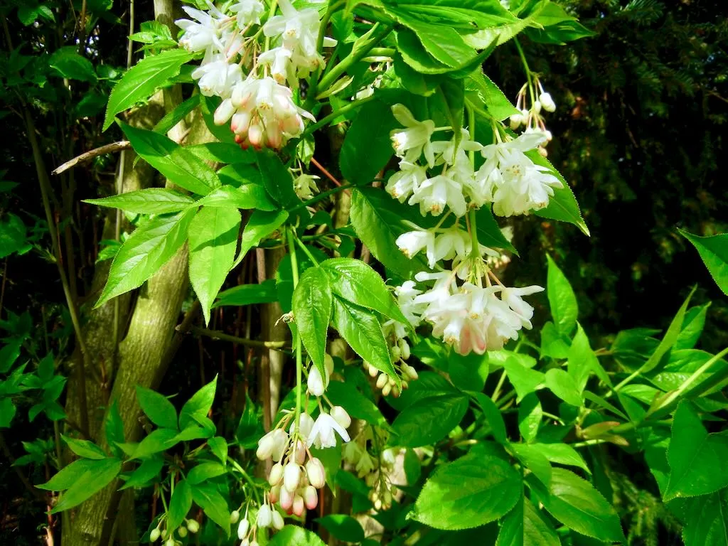 Staphylea pinnata-1 - Online Flower Garden Staphylea pinnata