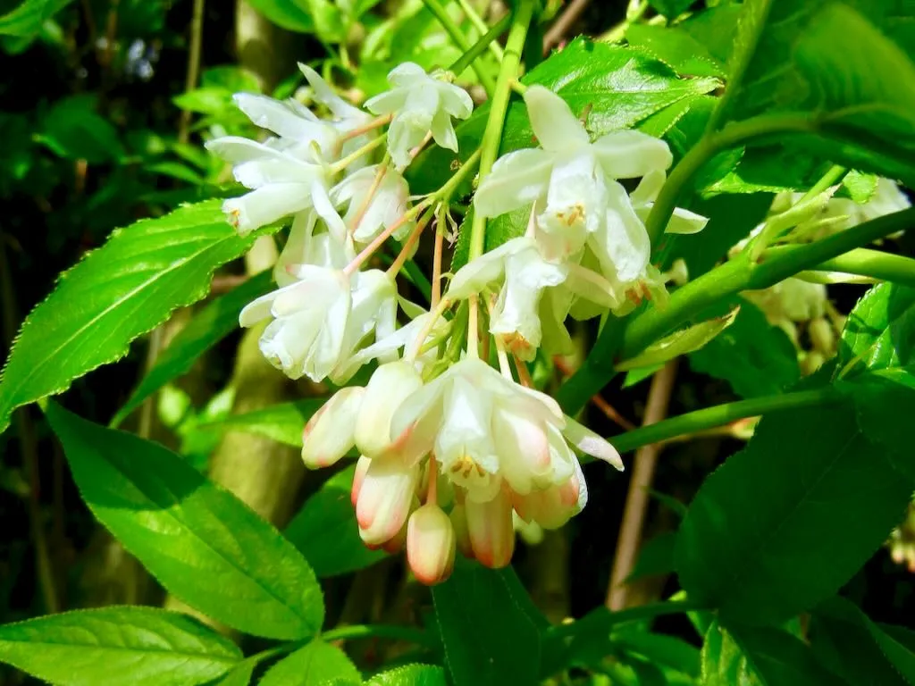 Staphylea pinnata - Online Flower Garden Staphylea pinnata