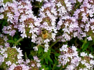 Thymus marschallianus