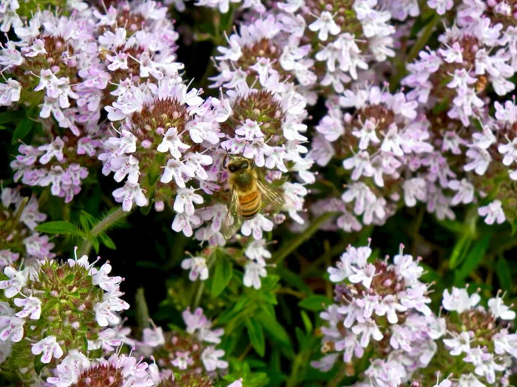 Thymus marschallianus