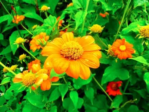 Tithonia rotundifolia