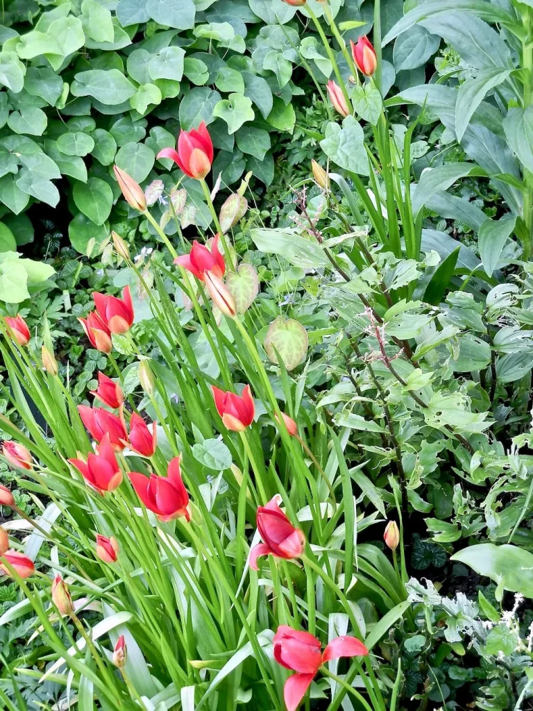 Tulipa sprengeri