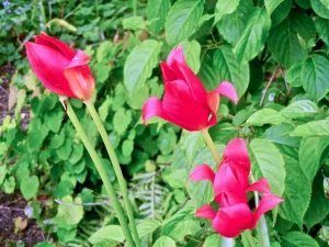 Tulipa sprengeri