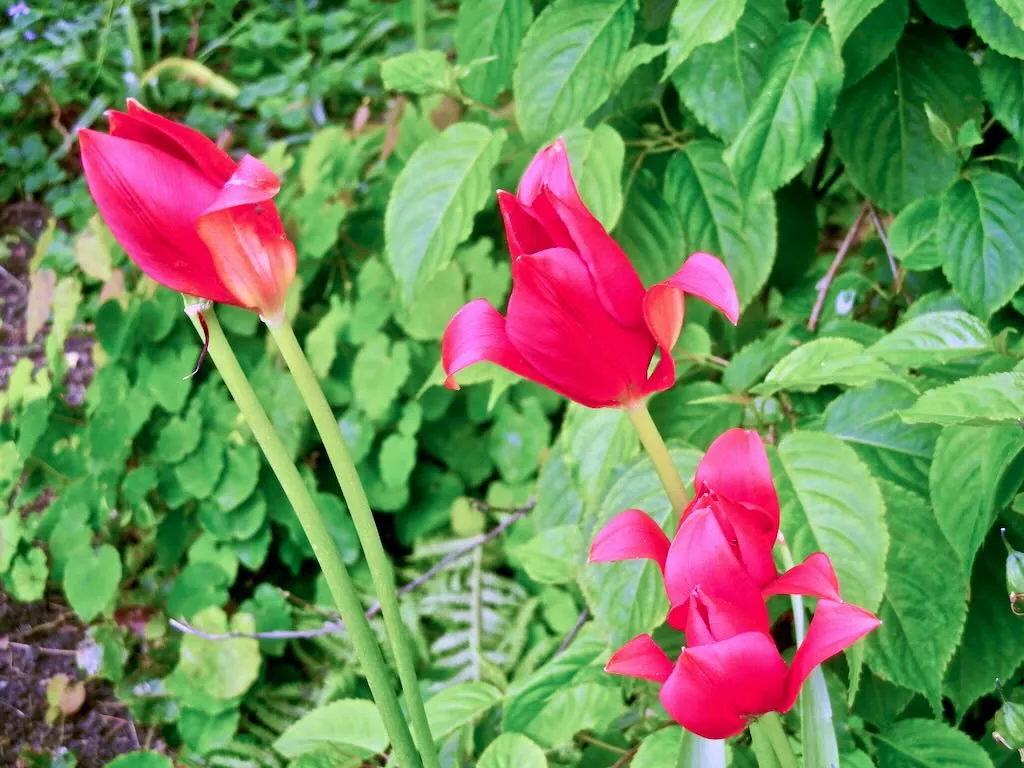 Tulipa sprengeri